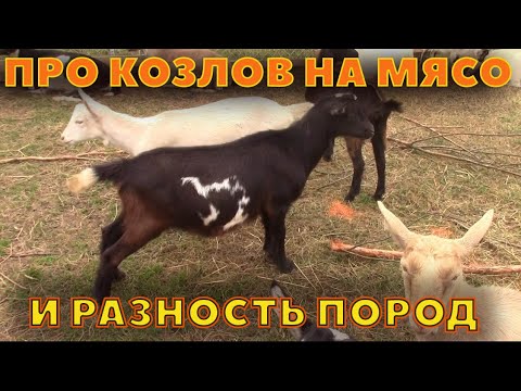 Видео: Про козлов на мясо и разницу пород