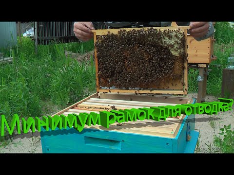 Видео: Профессор Кашковский: минимальное количество рамок для отводка?