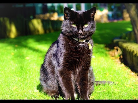 Видео: Чёрный кот на английском (Black Cat)