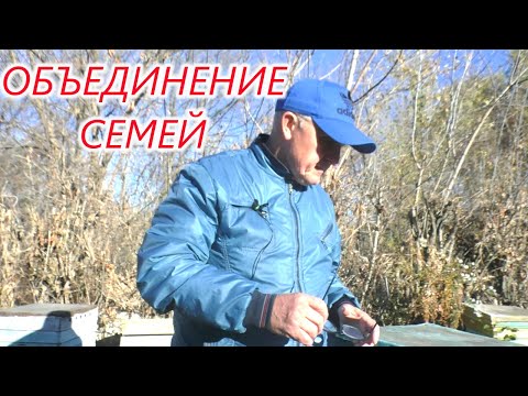 Видео: Как объединить слабые семьи в зиму.