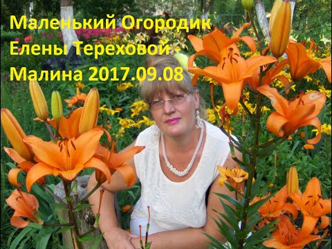 Видео: Маленький Огородик Елены Тереховой -  Малина 2017.09.08