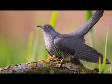 Видео: Кукушка