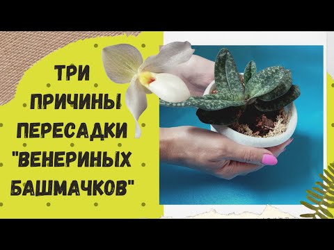 Видео: Три причины пересадки "Венериных башмачков". Пересаживаю новые пафиопедилумы!