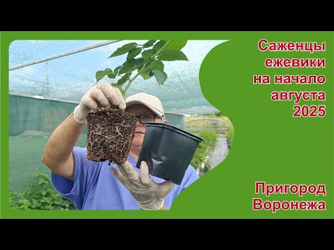 Видео: Саженцы ежевики на начало августа 2025 г. Пригород Воронежа.