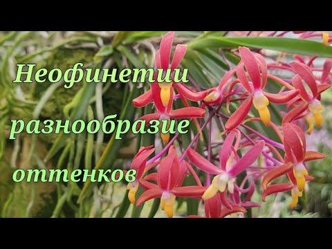 Видео: Неофинетии. Разнообразие оттенков.