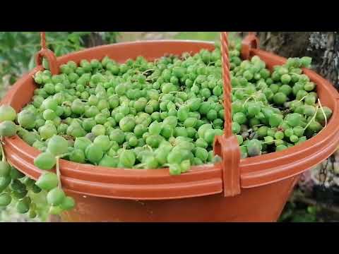 Видео: 4 июня 2025г. Суккуленты в саду. Полный обзор.