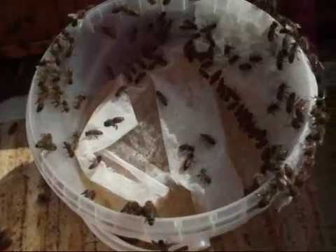 Видео: Пчеловодство. Даю сироп просто, в ведёрках.