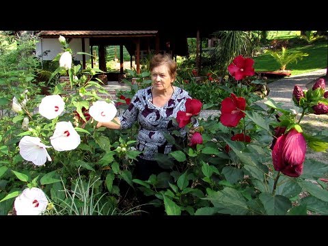 Видео: Шикарный ГИБИСКУС в открытом грунте.