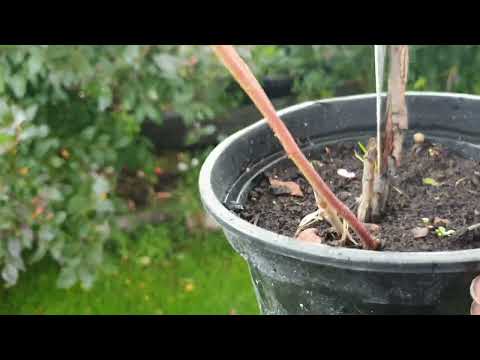 Видео: Продолжаем осматривать кусты голубики на предмет закладки урожая