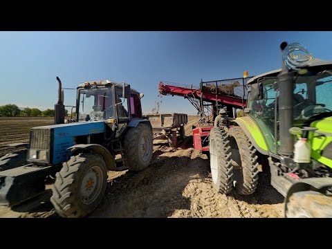 Видео: ЖЕТІСУДА ҚАНТ ҚЫЗЫЛШАСЫН ЖИНАУ ҚАЛАЙ ӨТУДЕ? / AGRO АЙМАҚ / 22.10.2025