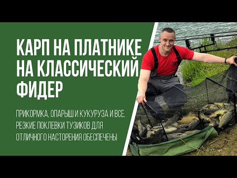 Видео: Ловля карпа на классический фидер