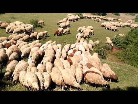 Видео: Фарма Јованови Сточарство Миле (Дел 2)🐏🐑