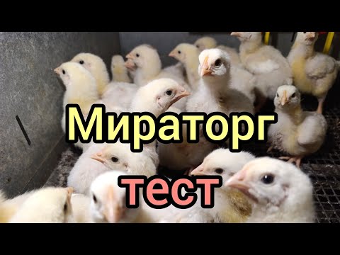 Видео: Тест кк для бройлеров от компании "Мираторг", 45 дней. 