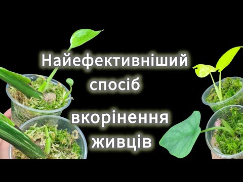 Видео: НАЙЕФЕКТИВНІШИЙ спосіб ВКОРІНЕННЯ живців|В ньому ростиме ВСЕ або ЧОМУ я використовую МОХ СФАГНУМ