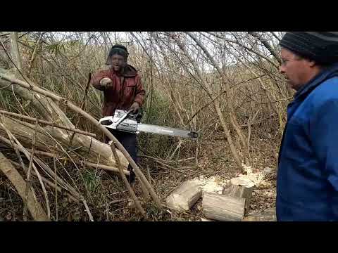 Видео: Распиливаем и убираем сухой клён американский в чащобе инструментом Holzfforma/Zimani