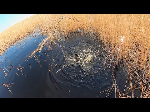 Видео: ВОТ ЭТО ПОДЪЁМЫ! ПАУК ХРУСТИТ- ЭМОЦИИ НА ПРЕДЕЛЕ! ТУТ РЫБА НЕ КОНЧИТСЯ НИКОГДА! Рыбалка на паук 2025