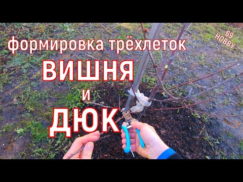 Видео: Весенняя обрезка трёхлетней вишни и ДЮКа! Продолжаем формировку!