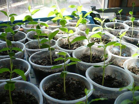 Видео: Хурма, Зизифус, маракуя Северная из семян. состояние на 14.03.21