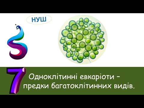 Видео: Одноклітинні евкаріоти - предки багатоклітинних видів.