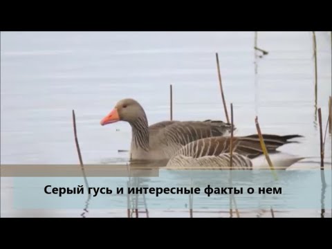 Видео: Серый гусь и интересные факты о нем