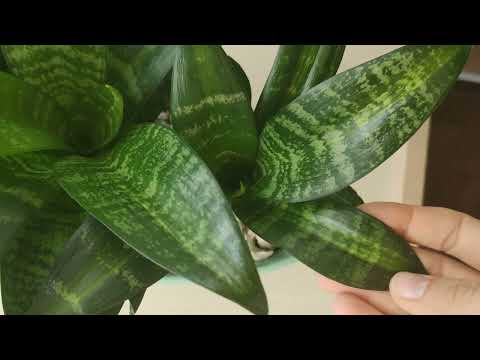 Видео: Сансевиерия Hahnii Siebert(Mediopicta)/Описание сорта/Пересадка трех розеток в длинный горшок