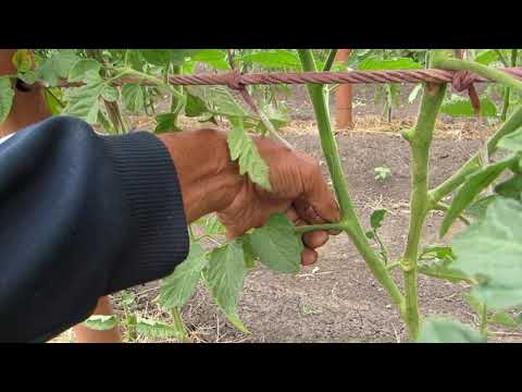 Видео: О формировке томатов 3