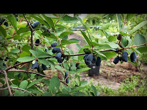 Видео: Жимолость съедобная в 2023 году. Обобщающая информация.