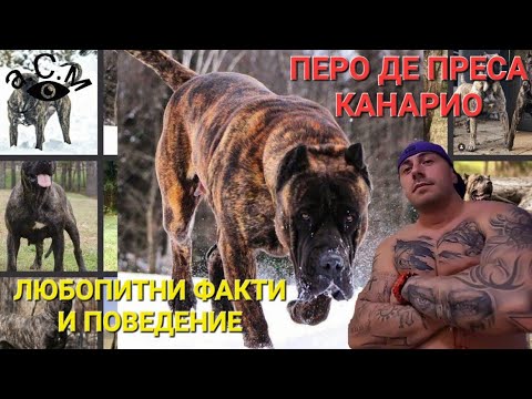 Видео: ПЕРО ДЕ ПРЕСА КАНАРИО - ЛЮБОПИТНИ ФАКТИ И ПОВЕДЕНИЕ   а.С.м