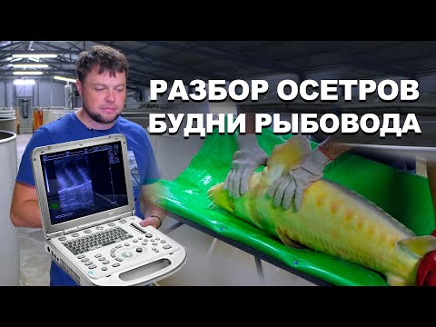 Видео: Разбор осетров на Акваферме. Будни рыбовода