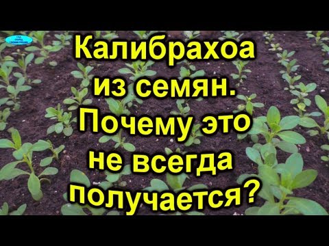 Видео: Калибрахоа из семян- главная причина,почему не всегда это получается?