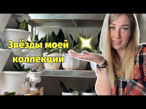 Видео: Самые дорогие сансы в моей коллекции 🤩 #сансевиерия #сансы #sanseveria