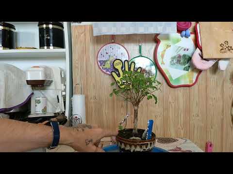 Видео: Бонсай из Граната стиль метла
