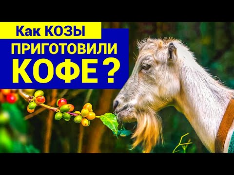 Видео: ✅ Как ПОЯВИЛСЯ Кофе? 🔴 О чем МОЛЧИТ Главная Кофейная Легенда? ☝️☕