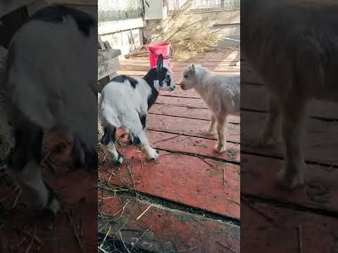 Видео: Содержание козлят под козой. Мой выбор начинающего козовода