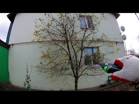 Видео: Слива. Как я обрезал старую сливу