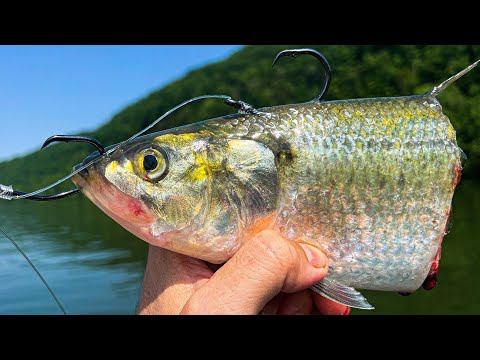 Видео: Забрасываем наживку на крупную речную рыбу! (Безостановочное действие)