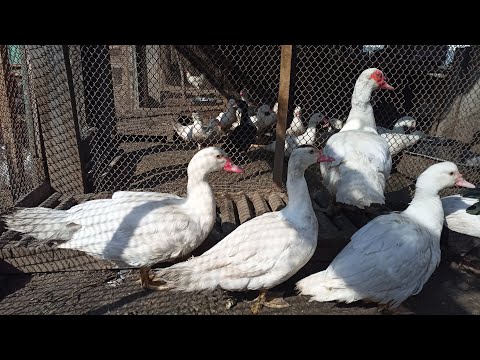 Видео: КАЧУР РОЗПОВІВ ЯК БУТИ ЧИСТИМ КОЛИ БАГНО СКРІЗЬ. ПОТОП В ДВОРІ А КВОЧКА ВОДИТЬ КУРЧАТ