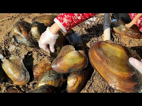 Видео: Жемчужные устрицы выращиваются 12 лет. В тот момент, когда я открыл оболочку, я был в шоке!