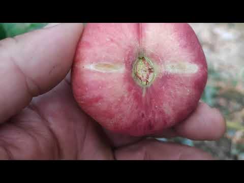 Видео: Что лучше Донат или Концетина? Айс Пич.