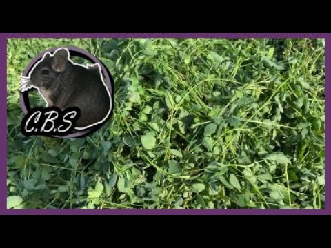 Видео: КОГДА И КАК СЕЯТЬ ЛЮЦЕРНУ | ЗАГОТОВКА ЛЮЦЕРНЫ | УРОЖАЙНОСТЬ ЛЮЦЕРНЫ