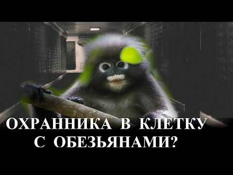 Видео: Блогер Яросвет хотел поместить охранника в клетку с обезьянами?