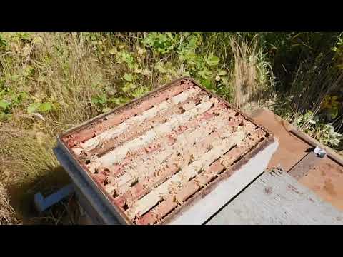 Видео: Отвечаем на некоторые вопросы