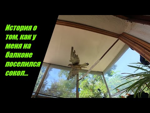 Видео: Как у меня на балконе жил сокол-пустельга