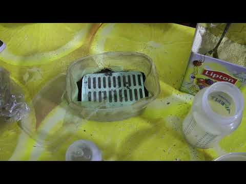 Видео: Гриндаль-первый опыт