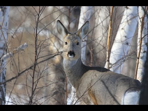 Видео: Охота на косулю ! Забайкальская губерния! Roe deer hunting! Trans-Baikal Province!