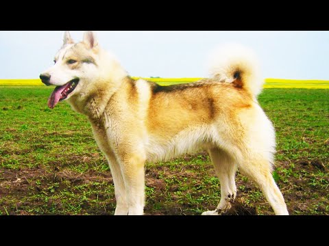 Видео: Сибирская лайка. Происхождение породы, экстерьер, воспитание. Собаки от А до Я (DOGS FROM A TO Z)