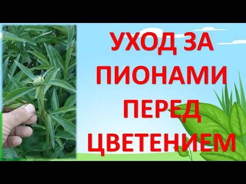 Видео: Пионы уход и выращивание весной. Как выращивать пионы. Выращивание пионов. Уход за пионами.