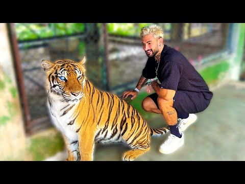 Видео: ВЛЯЗОХ ПРИ ТИГЪРА...