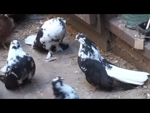 Видео: Серпасто-выворотные голуби Белогуба Г.К.