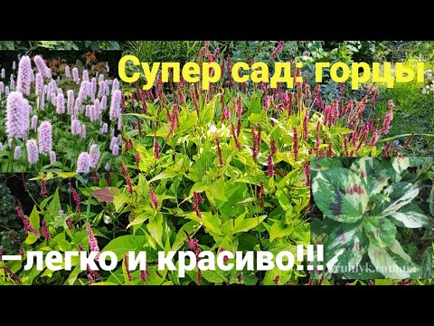 Видео: Редкие сорта горцев:  посадка, уход, секреты цветения
